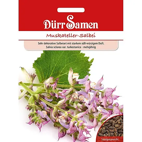 Dürr Samen Muskateller-Salbei