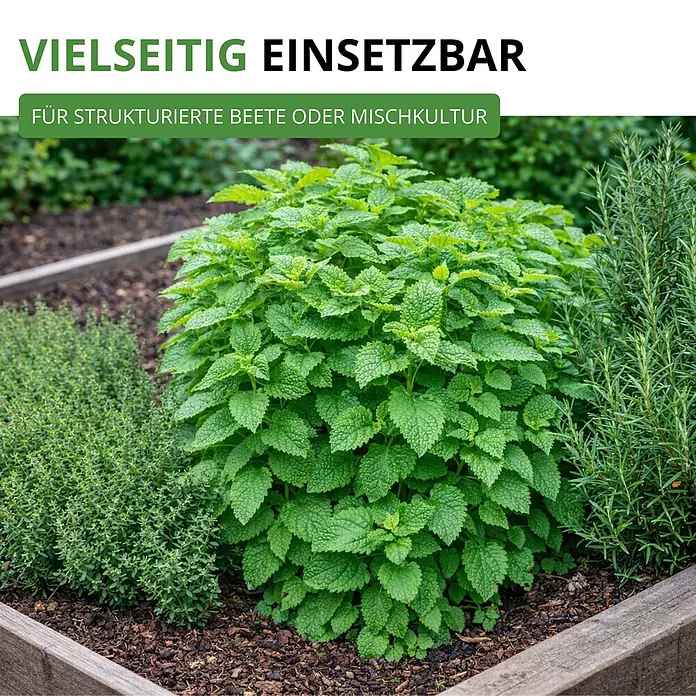 Deine Gartenwelt Zitronenmelisse -  - Üppige Zitronenmelisse, Thymian und Rosmarin in einem Hochbeet, vielseitig für strukturierte Beete oder Mischkultur.