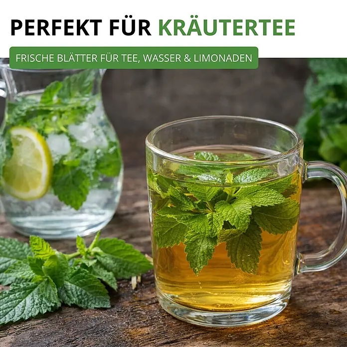Deine Gartenwelt Zitronenmelisse -  - Frische Minzblätter in einem Glas Kräutertee und einem Krug Zitronenwasser auf einem Holztisch.