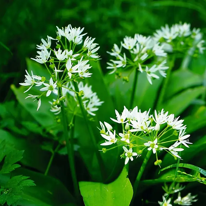 Deine Gartenwelt Bärlauch -  - Nahaufnahme von weißen Bärlauchblüten mit grünen Zentren und Knospen, einige noch teilweise geschlossen.