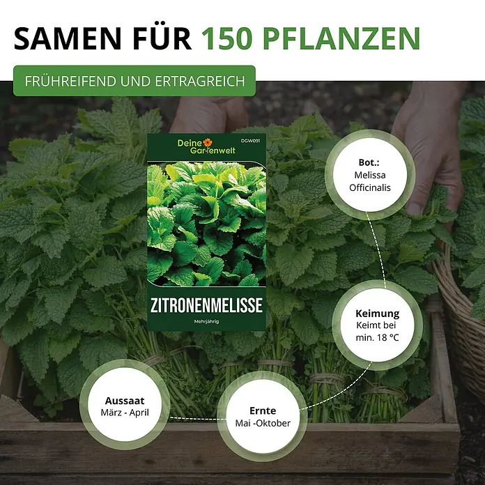 Deine Gartenwelt Zitronenmelisse -  - Samenpaket Zitronenmelisse für 150 Pflanzen, auf frischen Melissebündeln mit Anbauinformationen.