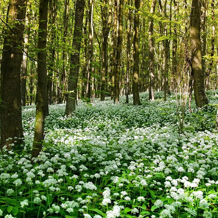 Deine Gartenwelt Bärlauch -  - Eine lebendige Waldszene mit einem dichten Teppich aus weißen Bärlauchblüten auf dem Waldboden und hohen, grün belaubten Bäumen.