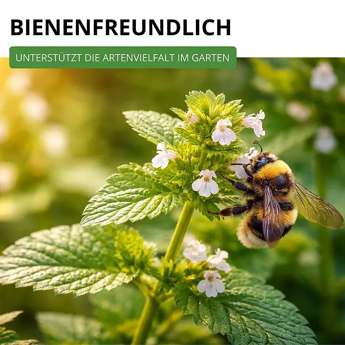 Deine Gartenwelt Zitronenmelisse -  - Hummel auf blühender Pflanze. Text: 'Bienenfreundlich' und 'Unterstützt die Artenvielfalt im Garten'.