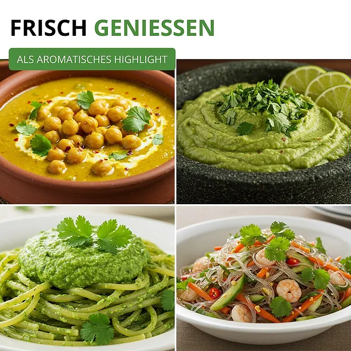 Deine Gartenwelt Koriander Comun -  - Frischer Koriander als aromatisches Highlight in verschiedenen Gerichten.