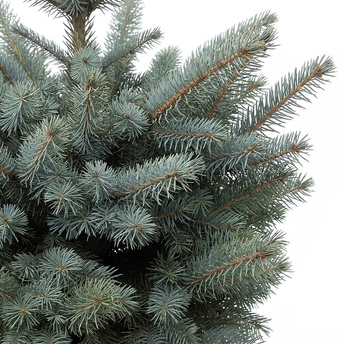 Piardino Blaufichte getopft - 60 cm - 80 cm, Picea pungens 'Baby Blue', Topfgedrückt - Nahaufnahme von Blaufichtenästen mit dichten, blaugrünen Nadeln.