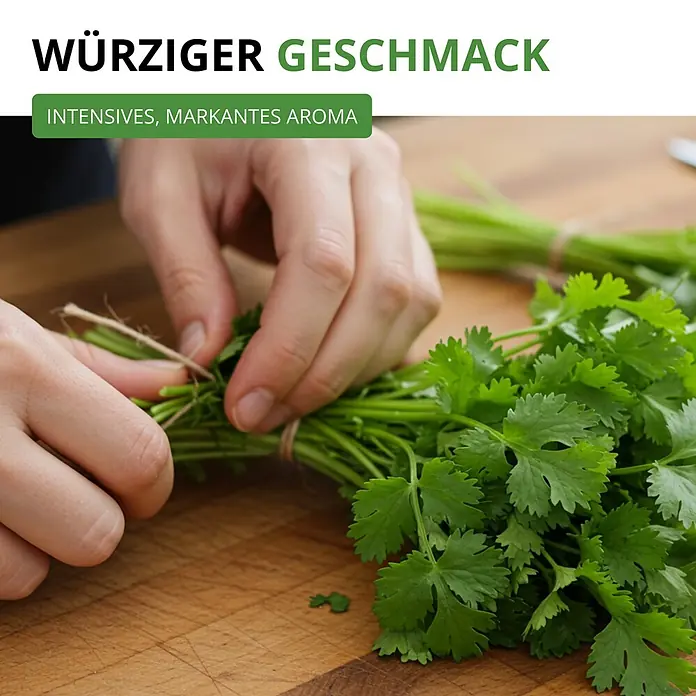 Deine Gartenwelt Koriander Comun -  - Hände binden einen frischen, grünen Korianderbund mit Garn auf einem Holzschneidebrett, betonend sein intensives, markantes Aroma.