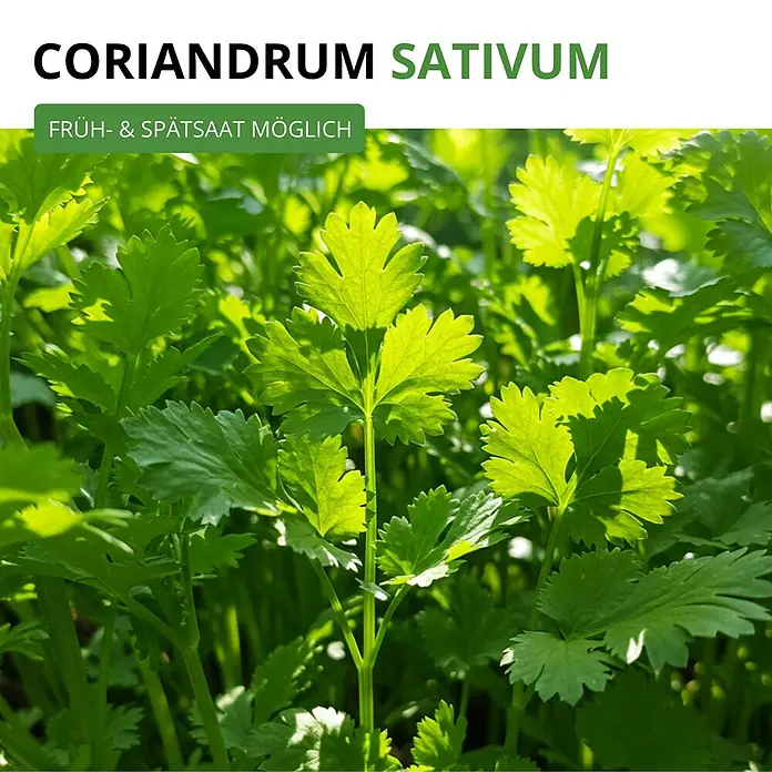 Deine Gartenwelt Koriander Comun -  - Sattes grünes Korianderkraut mit Text 'CORIANDRUM SATIVUM' und 'Früh- & Spätsaat möglich'.