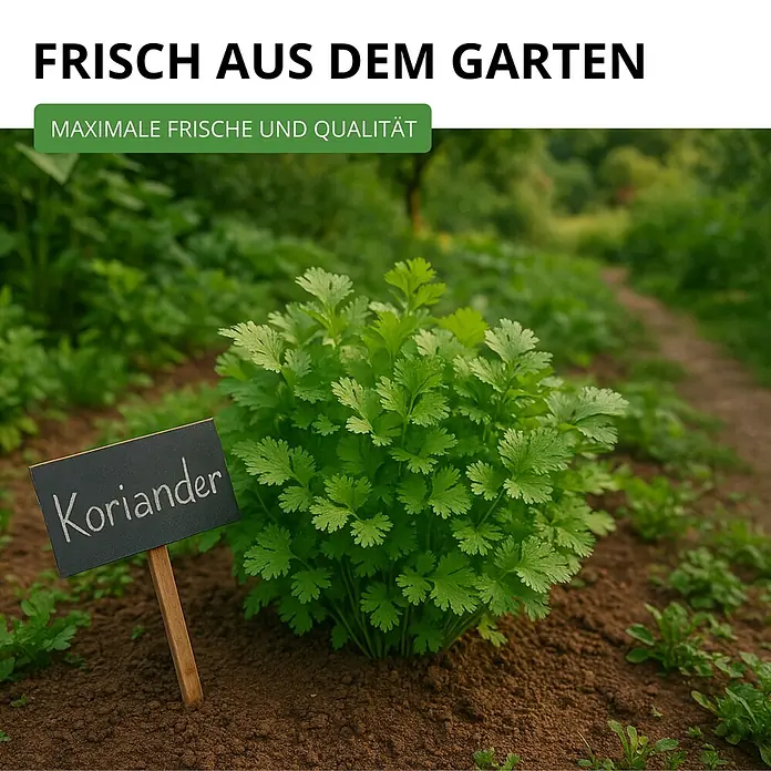 Deine Gartenwelt Koriander Comun -  - Frisch gewachsener Koriander im Garten, mit einem Schildchen das 'Koriander' anzeigt.