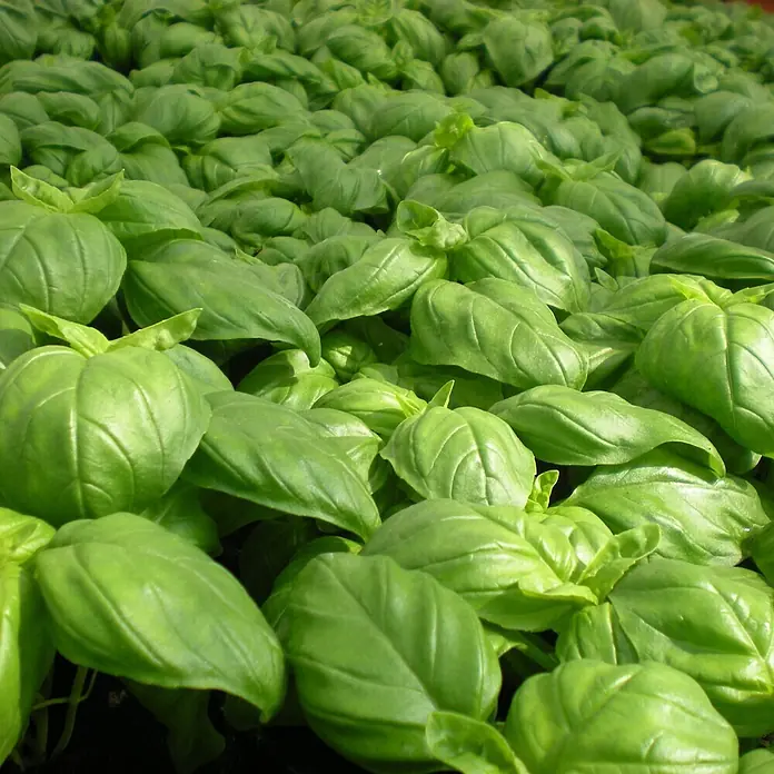 Deine Gartenwelt Kräutersamen Basilikum - Ocimum basilicum, Saatzeit: Ganzjährig, Erntezeit: Ganzjährig - Viele frische, lebendige grüne Basilikumblätter, die dicht beieinander wachsen.