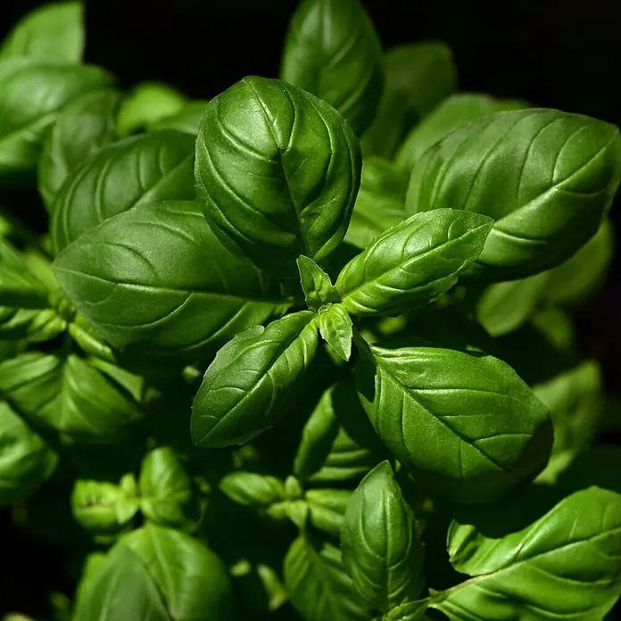 Deine Gartenwelt Kräutersamen Basilikum - Ocimum basilicum, Saatzeit: Ganzjährig, Erntezeit: Ganzjährig - Lebendige grüne Basilikumblätter, gesund und bereit zur kulinarischen Verwendung.