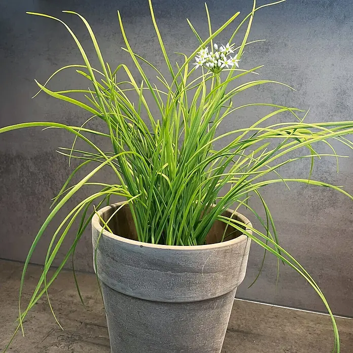 Deine Gartenwelt Schnittknoblauch Mehrjährig -  - Eine Topfpflanze mit langen grünen Blättern und kleinen weißen Blüten in einem grauen, strukturierten Topf.