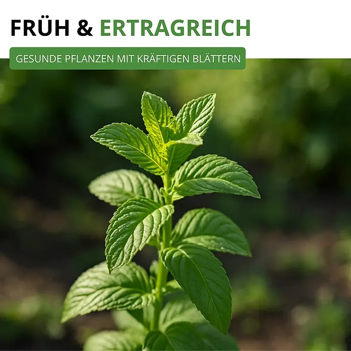 Deine Gartenwelt Pfefferminze -  - Üppige grüne Minzpflanze mit kräftigen, gesunden Blättern, für frühes und ertragreiches Wachstum.