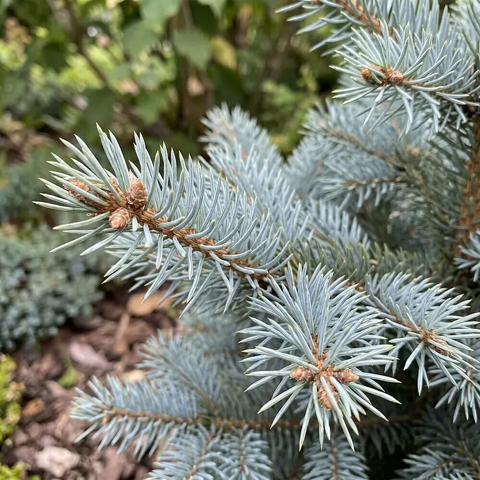 Piardino Blaufichte getopft - 60 cm - 80 cm, Picea pungens 'Baby Blue', Topfgedrückt - Nahaufnahme eines Blau-Fichtenastes mit silbrig-blauen Nadeln und kleinen braunen Zapfen.