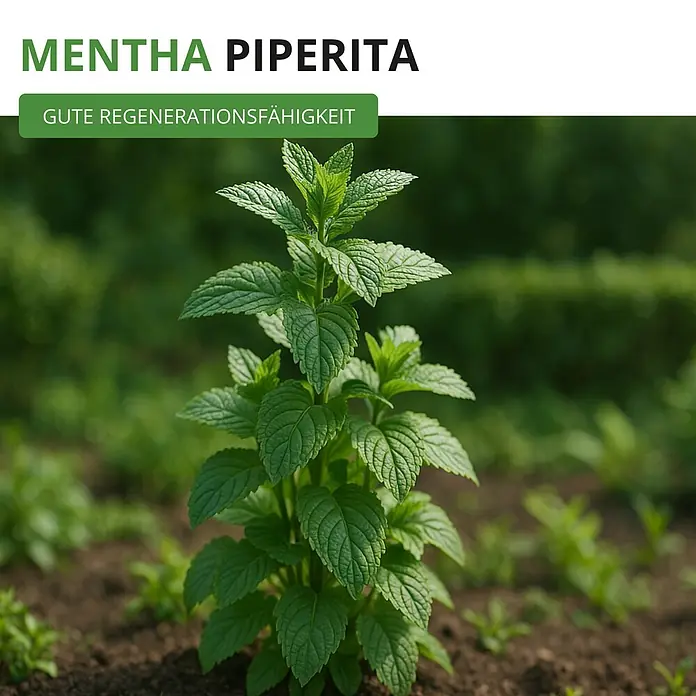 Deine Gartenwelt Pfefferminze -  - Grüne Mentha piperita Pflanze im Beet. Gute Regenerationsfähigkeit.