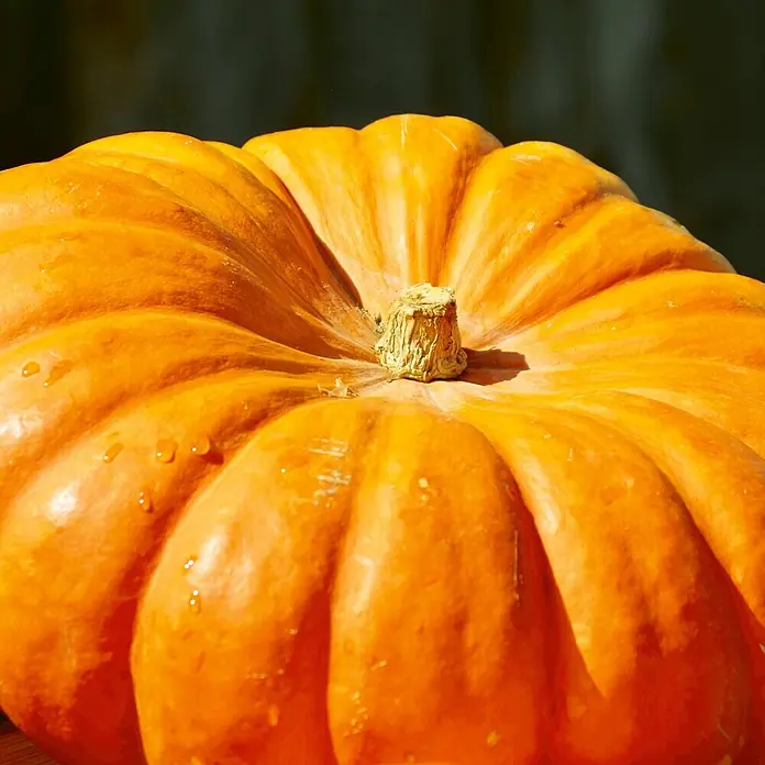 Deine Gartenwelt Kürbis Gelber Zentner -  - Nahaufnahme eines leuchtend orangefarbenen Kürbisses mit ausgeprägten Rippen und Stiel, mit kleinen Wassertropfen auf der texturierten Oberfläche.