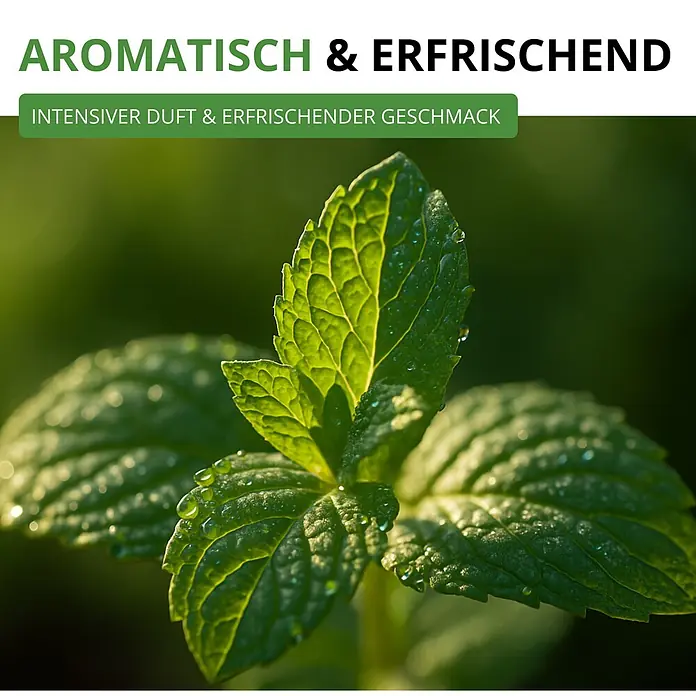 Deine Gartenwelt Pfefferminze -  - Leuchtend grüne Minzblätter mit Tautropfen. Text: Aromatisch & Erfrischend, Intensiver Duft & Erfrischender Geschmack.