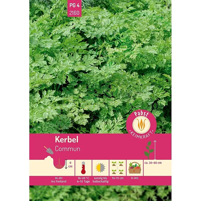 Pabst Keimkraft Kräutersamen Kerbel - Anthriscus cerefolium (L.) Hoffm., Saatzeit: März, Erntezeit: Mai - Grüne Kerbelpflanzen mit Anbau- und Pflegehinweisen sowie Ernteinformationen.