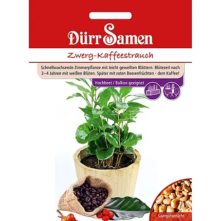Dürr Samen Zwerg-Kaffeestrauch