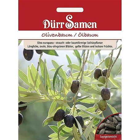 Dürr Samen  Saatgut Olivenbaum