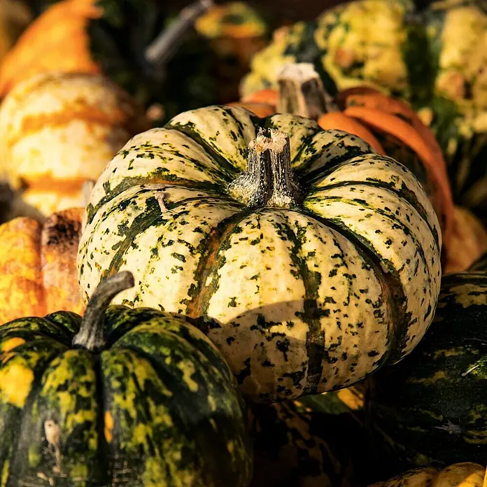 Deine Gartenwelt Kürbis Sweet Dumpling -  - Dekorativer Kürbis, cremefarben mit grünen Sprenkeln, rauer Stiel, inmitten weiterer bunter Herbstkürbisse.