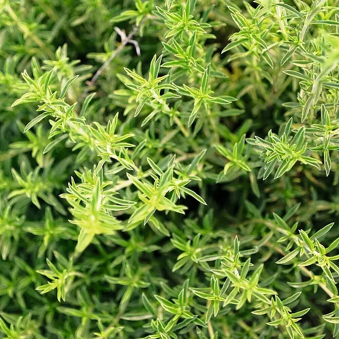 Deine Gartenwelt Bohnenkraut -  - Nahaufnahme einer buschigen Grünpflanze mit schmalen, spitzen Blättern, teils mit hellgrünen oder gelblichen Rändern.