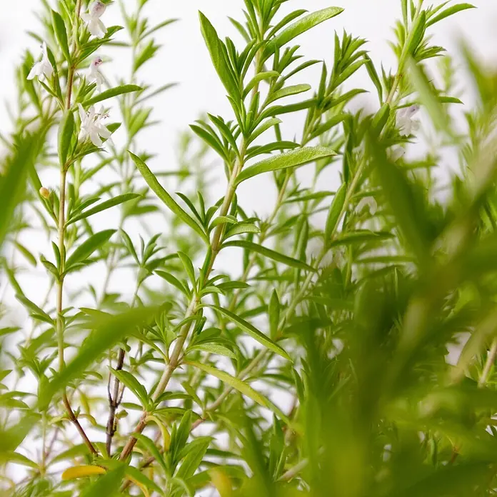 Deine Gartenwelt Bohnenkraut -  - Frische Bohnenkrautpflanze mit schlanken grünen Blättern und zarten weiß-lila Blüten.