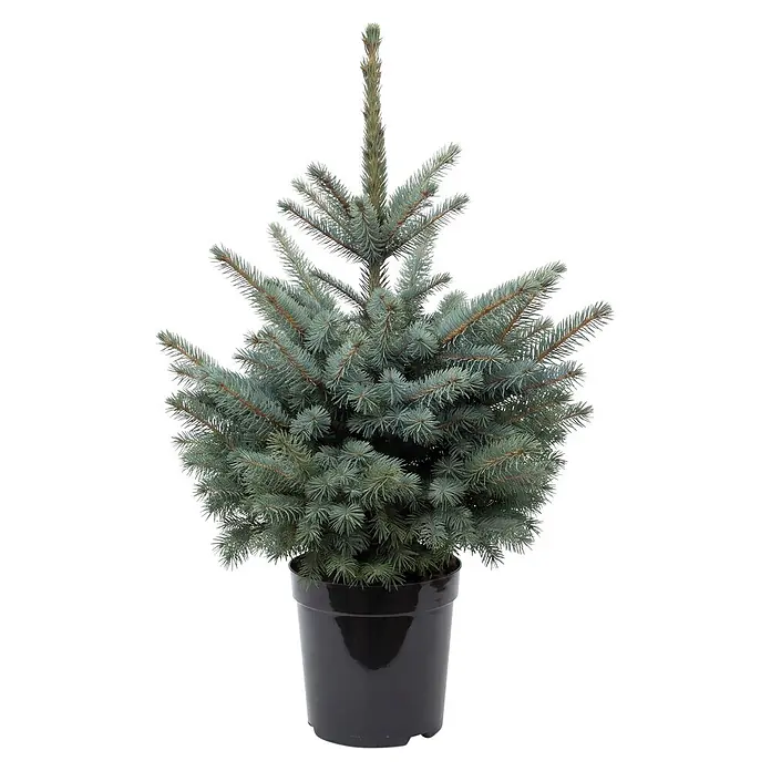 Piardino Blaufichte getopft - 60 cm - 80 cm, Picea pungens 'Baby Blue', Topfgedrückt - Kleiner Nadelbaum im schwarzen Plastiktopf mit blaugrünen Nadeln.