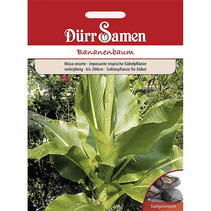 Dürr Samen Saatgut Bananenbaum - Musa ensete, 14 g - Dürr Samen Bananenbaum-Saatgutpackung mit großer grüner Bananenpflanze und Saatgutansicht. Musa ensete, imposante tropische Kübelpflanze bis 200cm.