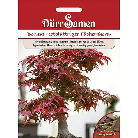 Dürr Samen  Saatgut Fächerahorn