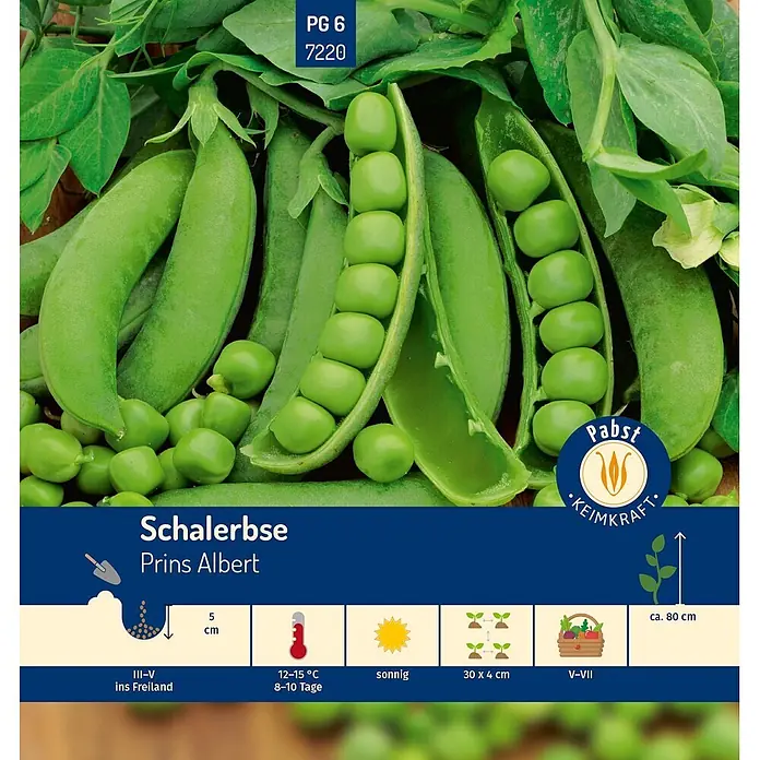 Pabst Keimkraft Gemüsesamen Schalerbse - Pisum sativum L. convar. sativum Alef., Erntezeit: Mai - Frische grüne Schalerbse 'Prins Albert' in Hülsen, teils offen, mit Anbau- und Ernteinformationen. Pabst Keimkraft Qualität.
