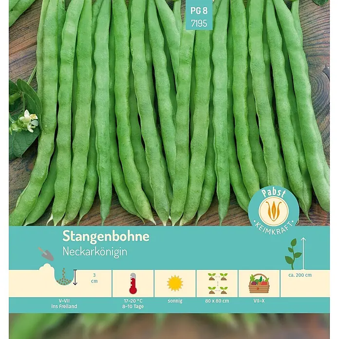 Pabst Keimkraft Gemüsesamen Stangenbohne - Phaseolus vulgaris L. var. vulgaris, Erntezeit: Juli - Grüne Stangenbohnen 'Neckarkönigin' mit Pflanzanleitung und Kulturspezifikationen.