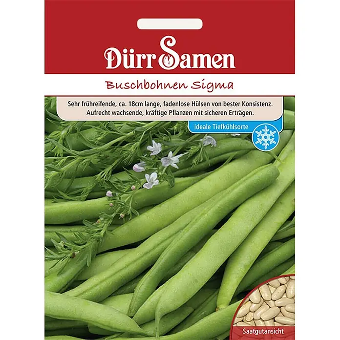 Dürr Samen Gemüsesamen Buschbohne - Phaseolus vulgaris, Erntezeit: Juli - Dürr Samen Buschbohnen 'Sigma' Saatguttüte mit grünen Bohnenschoten, Pflanzen und einer Abbildung der weißen Samen.