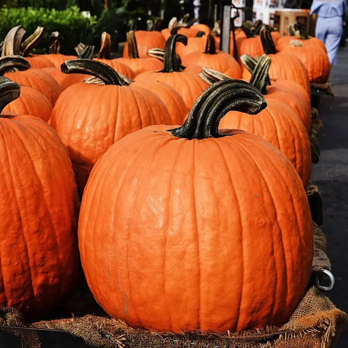 Deine Gartenwelt Gemüsesamen Speisekürbis - Cucurbita maxima, Erntezeit: September - Leuchtend orange Kürbisse mit dunklen, strukturierten Stielen, reihenweise auf Jute für eine Herbstausstellung arrangiert.