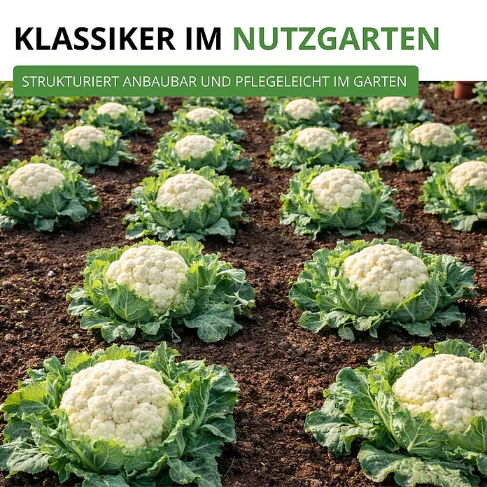 Deine Gartenwelt Winterblumenkohl Walcheren -  - Blumenkohlpflanzen mit weißen Köpfen und grünen Blättern wachsen in strukturierten Reihen im Nutzgarten. Klassiker für einfachen Anbau und Pflege.