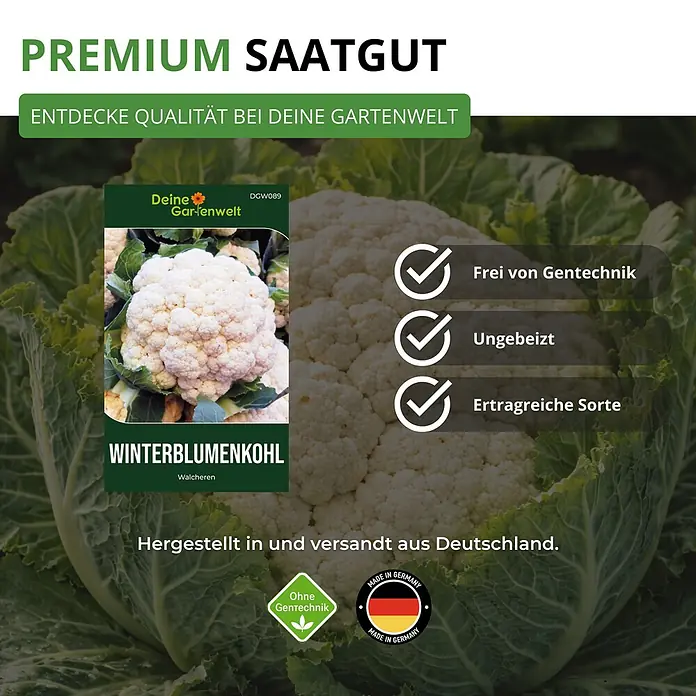 Deine Gartenwelt Winterblumenkohl Walcheren -  - Premium Saatgut für Winterblumenkohl Walcheren von Deine Gartenwelt, gentechnikfrei, unbehandelt, ertragreich, Made in Germany.