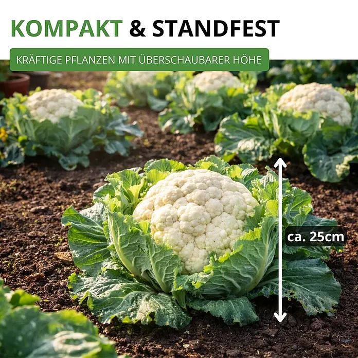 Deine Gartenwelt Winterblumenkohl Walcheren -  - Kompakte, standfeste Blumenkohlpflanzen im Beet, ca. 25 cm hoch.