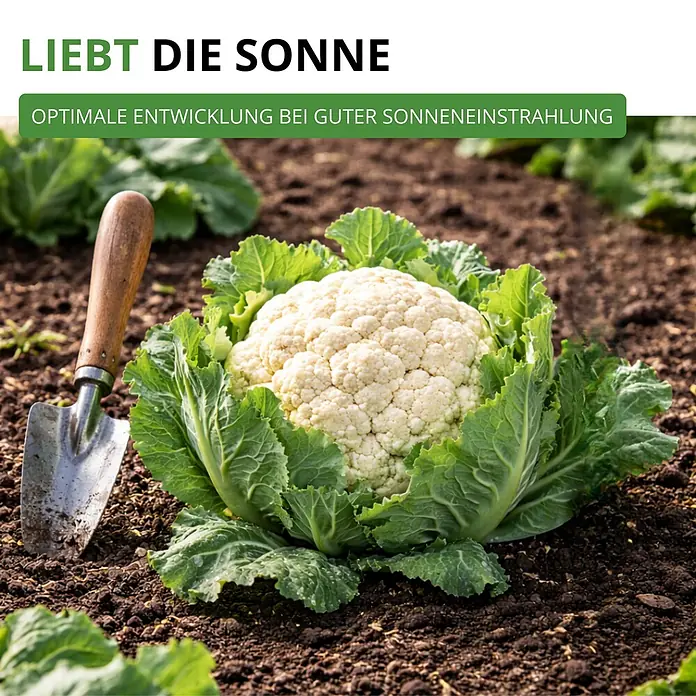 Deine Gartenwelt Winterblumenkohl Walcheren -  - Ein großer, weißer Blumenkohl mit grünen Blättern wächst in Gartenerde und gedeiht in der Sonne, daneben eine kleine Schaufel.