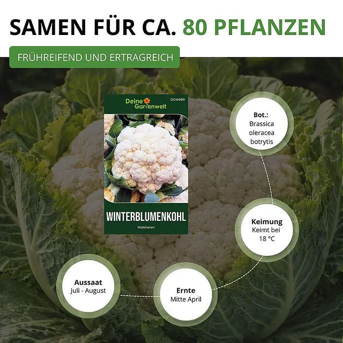 Deine Gartenwelt Winterblumenkohl Walcheren -  - Winterblumenkohlsamen für ca. 80 Pflanzen. Die Packung zeigt eine weiße Blumenkohlpflanze und Details zu Aussaat, Keimung und Ernte.