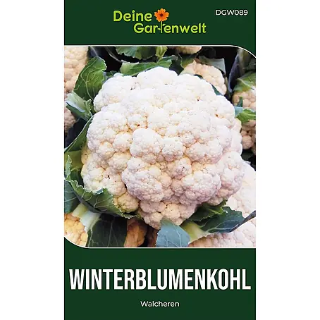 Deine Gartenwelt Winterblumenkohl Walcheren