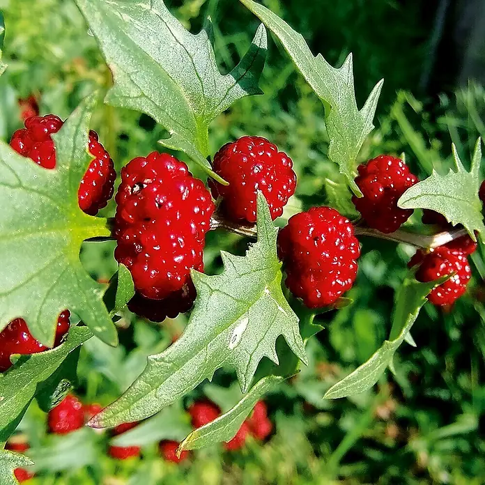 Deine Gartenwelt Gemüsesamen Erdbeerspinat - Chenopodium foliosum, Erntezeit: Juli - Helle, glänzende rote Beeren mit noppiger Textur an einem Ast mit gezackten grünen Blättern.