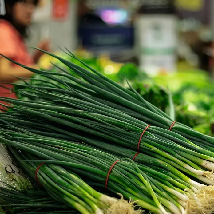 Deine Gartenwelt Lauchzwiebeln Tonda musona -  - Bündel frischer Frühlingszwiebeln mit weißen Wurzeln, mit roten Gummibändern gebunden, auf einem Markt ausgestellt.