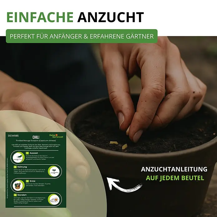 Deine Gartenwelt Tomatensamen-Set mit 10 Sorten -  - Eine Hand pflanzt Chili-Samen in einen Topf. Das Anzuchtset 'Trinidad Moruga Scorpion' enthält einfache Anleitungen für Gärtner.