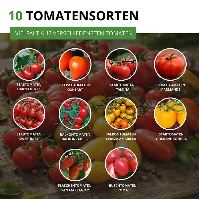 Deine Gartenwelt Tomatensamen-Set mit 10 Sorten -  - Zehn verschiedene Tomatensorten werden präsentiert, darunter runde, herzförmige und Flaschentomaten, in Rot-, Orange- und Gelbtönen.