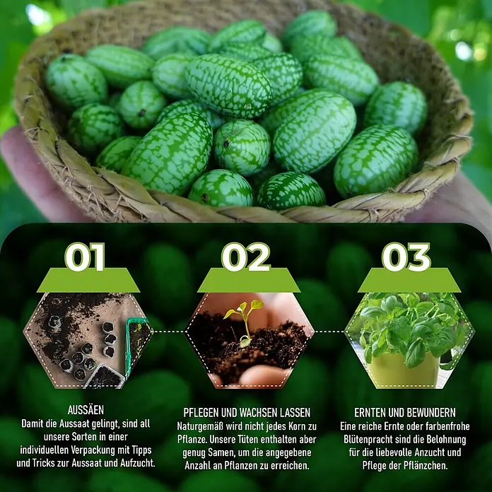 Deine Gartenwelt Mexikanische Minigurke -  - Korb mit kleinen grün gestreiften Früchten und Infografik zu Aussaat, Pflege und Ernte.
