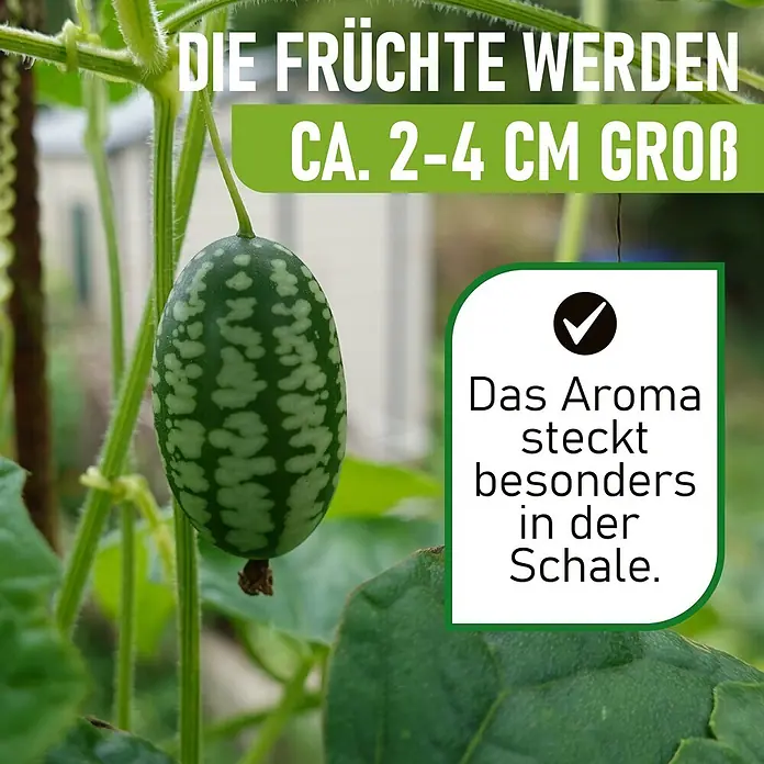 Deine Gartenwelt Mexikanische Minigurke -  - Kleine grüne marmorierte Frucht an einer Ranke. Früchte werden ca. 2-4 cm groß, Aroma steckt in der Schale.