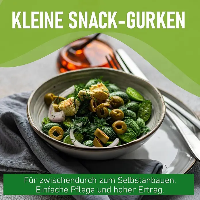 Deine Gartenwelt Mexikanische Minigurke -  - Kleine Snack-Gurken im Salat. Einfach zu Hause anbauen mit hohem Ertrag.