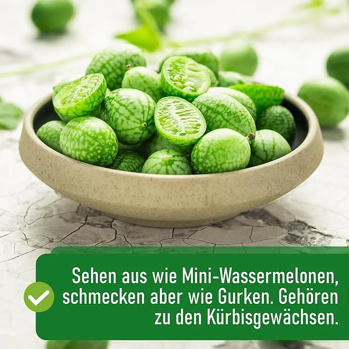 Deine Gartenwelt Mexikanische Minigurke -  - Kleine, gestreifte grüne Früchte in einer Schale. Sie sehen aus wie Mini-Wassermelonen, schmecken wie Gurken und gehören zu den Kürbisgewächsen.