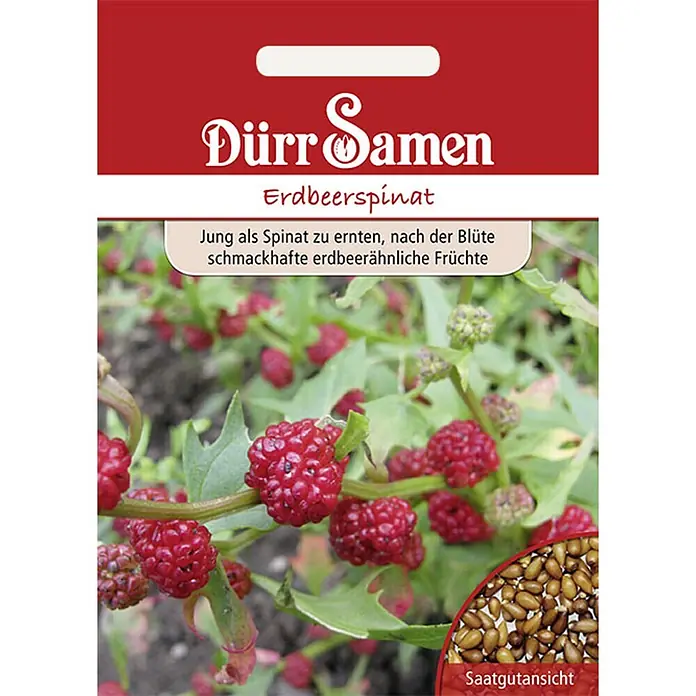 Dürr Samen Gemüsesamen Erdbeerspinat - Chenopodium toliosum, Erntezeit: Februar - Dürr Samen Erdbeerspinat Samenpackung. Zeigt die Pflanze mit roten, beerenähnlichen Früchten und eine Nahaufnahme der braunen Samen.