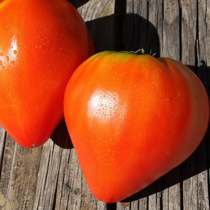 Deine Gartenwelt Gemüsesamen Fleischtomate - Solanum lycopersicum, Erntezeit: Juni - Zwei lebhaft rot-orange, leicht herzförmige Tomaten, nass von Wassertropfen, liegen auf verwittertem Holz.