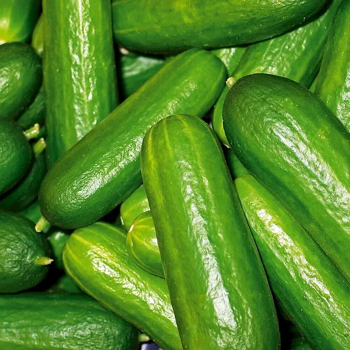 Deine Gartenwelt Mini-Snackgurke Salamanda F1 -  - Frische grüne Gurken, die übereinander gestapelt sind.